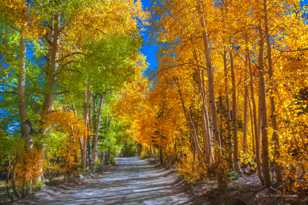 Aspens on road to North Lake-5569.jpg Aspens on road to North Lake-5569.jpg